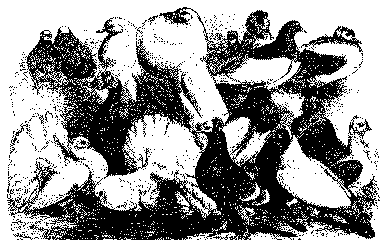 Tamduene