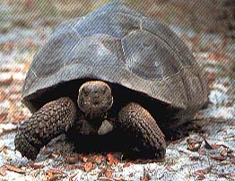 Galapagosskilpadde