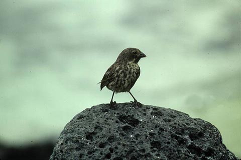 Galapagosfinkene